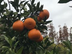 -长兴岛郊野公园农场食堂