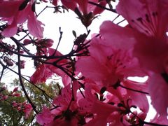 -上海鲜花港