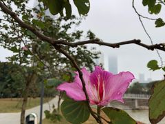-万绿园