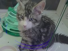 -小猫来了·猫咪专售(红山六九七九店)