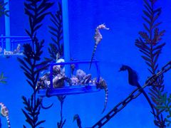 -上海海洋水族馆