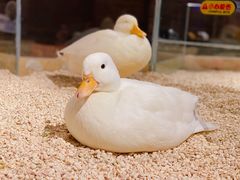 -天津zoonly动物主题公园