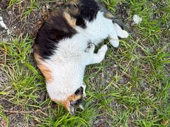 -味千拉面(双井店)