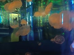 -石家庄海洋公园