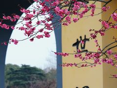 -红梅公园