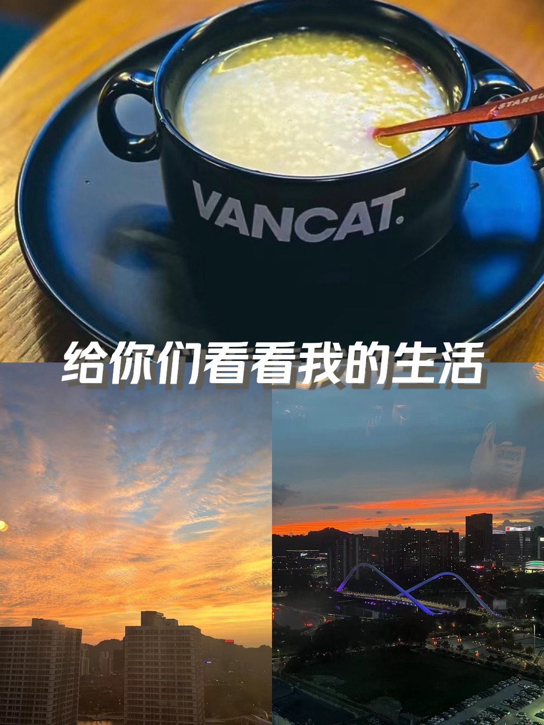 vancat图片