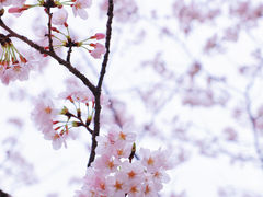 -高东镇樱花园
