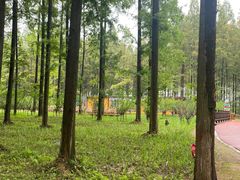 -黄海国家森林公园