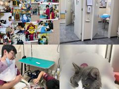 -美联众合爱康动物医院•复杂内科•肿瘤科•牙科•腔镜诊疗中心