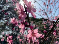 -金鸡湖桃花岛
