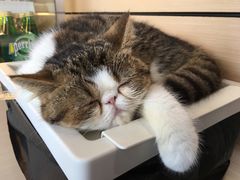 -瞄一喵猫咖(格力海岸店)