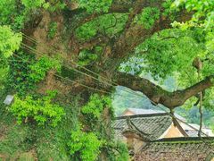 -杨家堂村