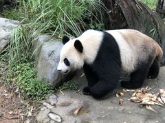 -都江堰中华大熊猫苑