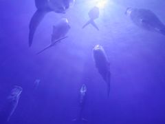 -海合安成都极地海洋公园