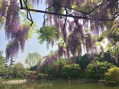 -嘉定紫藤园