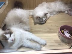 -屋虎猫馆(宝安大仟里店)