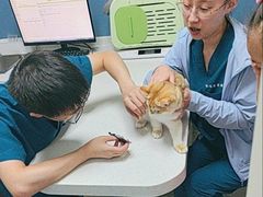 -凯瑞希宠物医院·狂犬免疫·微创·皮肤科