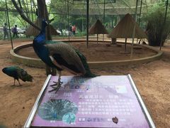 -广东茂名森林公园