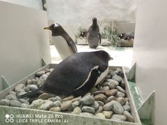 -大连圣亚海洋世界