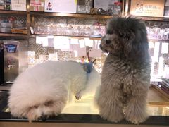 -more than meow吴止猫主题餐厅(承德 中船汇店)