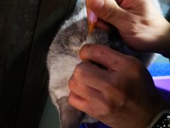 -读宠于你·约克夏比熊·睫角守宫·爬宠售卖(高新店)