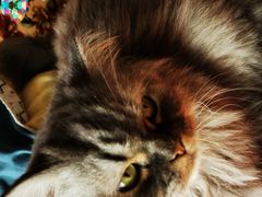 -艾贝尔宠物诊疗