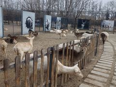 -北京麋鹿生态实验中心