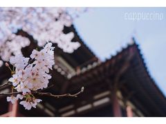 -西安青龙寺遗址景区