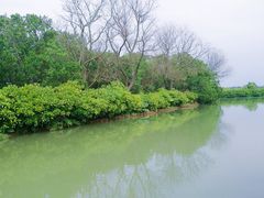-大湾区中央湿地公园