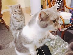 -猫色咖啡·猫咖