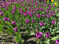 -长春公园(普阳街道)