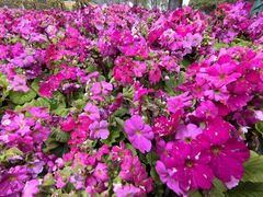 -铁山坪森林公园