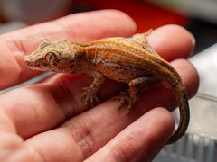 -酷以爬仙阁实体爬宠店·守宫·蜥蜴·专业繁育