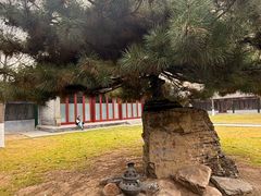 -护国法轮寺