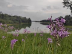 -中海·庐山西海君澜度假酒店·味屿全日制餐厅