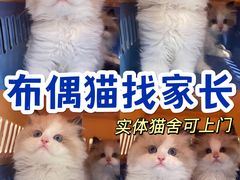 -lincat·猫舍(广州店)