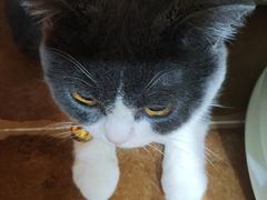 -李小姐の猫咖啡馆(五角场店)