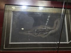 -志强陨石馆(双季花艺店)