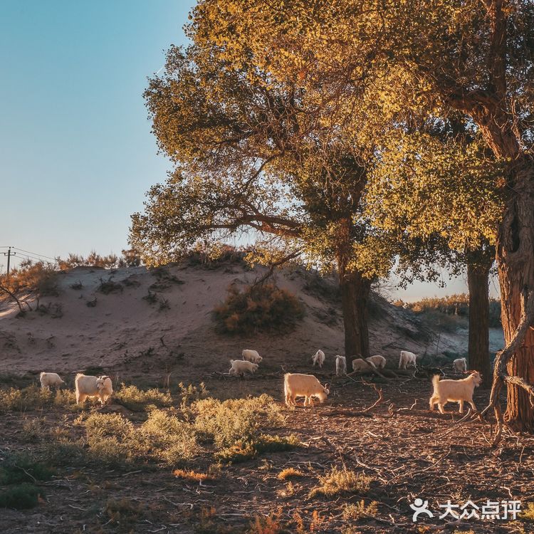 秋天必去的额济纳🍁每年国庆如期而至‼️