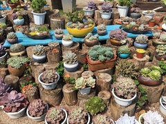-广东花都香草世界旅游度假区