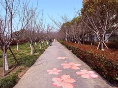 -高东镇樱花园