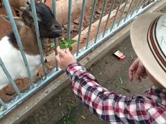 -广东茂名森林公园