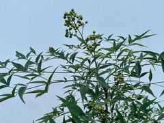 -新聚丰菜馆(太监弄店)