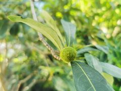 -碧桂园十里银滩