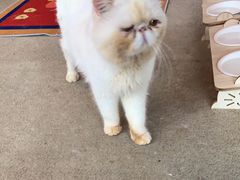 -泰国佛·塔罗·泰牌狐仙古曼