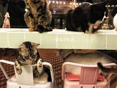 -有猫主题·治愈系猫咖(曾厝垵店)