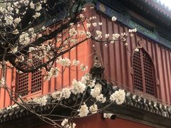 -大觉寺-停车场