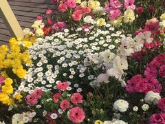 -荷兰花海
