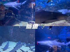 -烟台海昌鲸鲨海洋公园