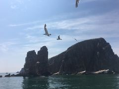-长岛万鸟岛